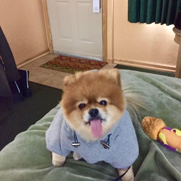 Meet your Posher, Rina - Picture 1 of 1